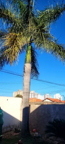 Palmeira imperial 12 metros