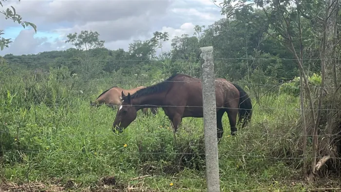 Vendo cavalo 