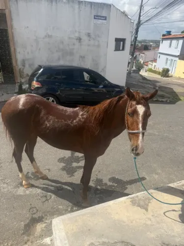 Vendo Ou troca Porda mestiça quarto de milha 