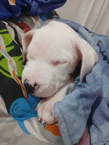 FILHOTES DE DOGO ARGENTINO
