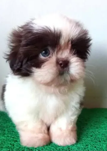 Shihtzu macho mini 680