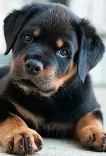 Filhotes De Rottweiler - Um Amigo Para Todas As Horas