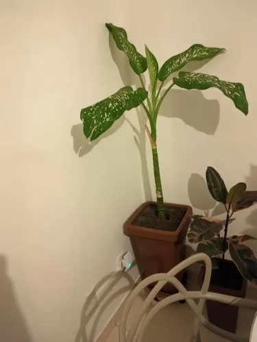 Planta comigo ninguém pode 