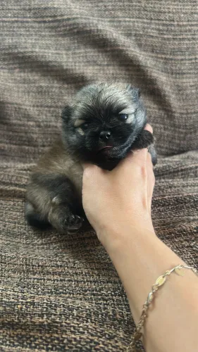 Lulu da pomerânia
