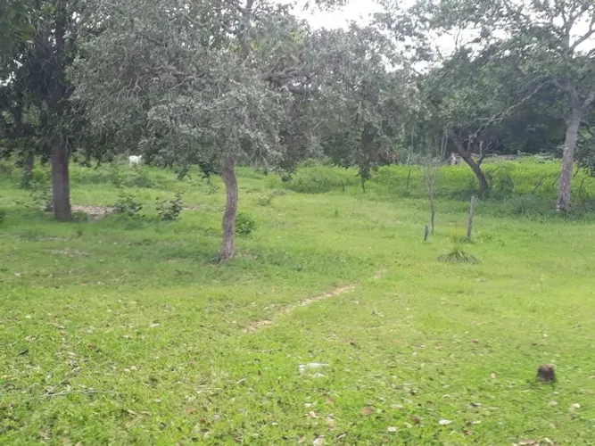 Fazenda em Lizarda. 7 mil por alqueire.