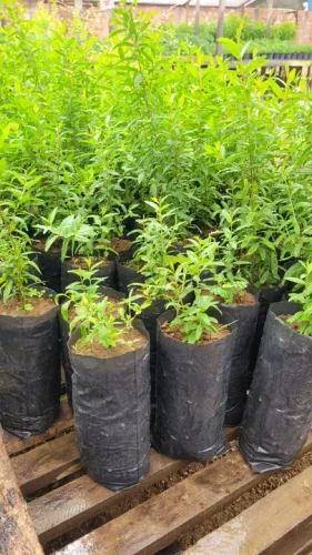 Mudas de romã pequenas 