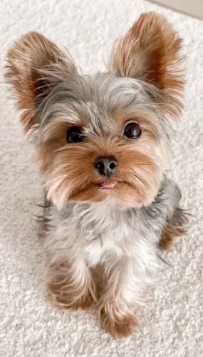 Fikhote Yorkshire Terrier douradinhos