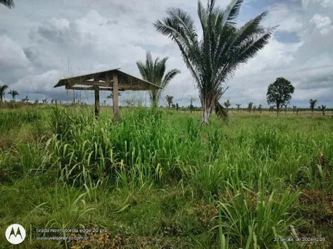 Fazenda em Cantanhede do Maranhão