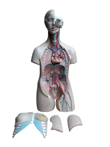 Boneco torso humano estudos