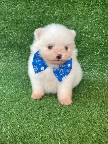 Lindos bbs de Spitz alemão machinho 