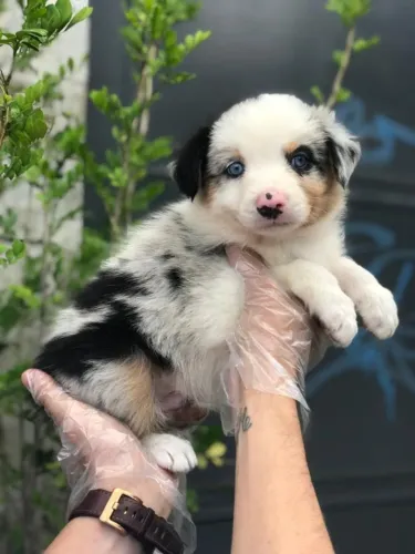 Border Collie Blue merle filhote  MACHO com 55 dias vacinado e com pedigree- Alberto