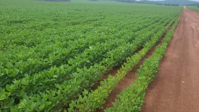 Fazenda 800 hec em Rosário do Oeste MT. 14 milhões 