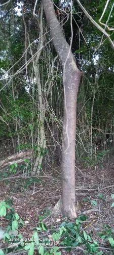 Poda de árvores limpeza e remoção dos resíduos