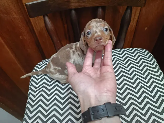 Lindos filhotes de dachshund teckel,salsicha,Basset