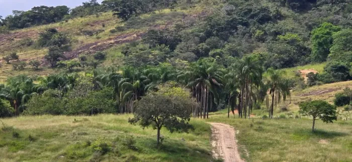 Fazenda à Venda 71 Hectares Boa Esperança - MG