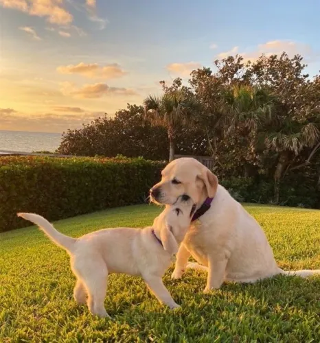 Filhotes de labrador pai e filho