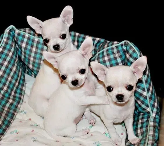 Filhote de Chihuahua pelo curto à venda! ?