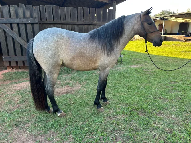 Pônei Piquira Cavalo