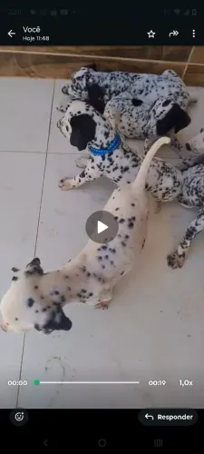 Filhotes de dálmata