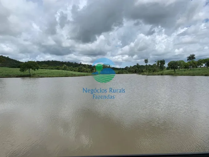 Fazenda 52 alqueires (252ha)