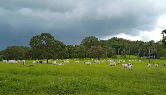 Fazenda 26.8 alqueires município de Trindade-GO