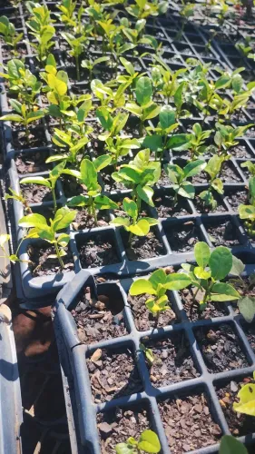 Mudas de plantas em bandeja cerca viva limãozinho