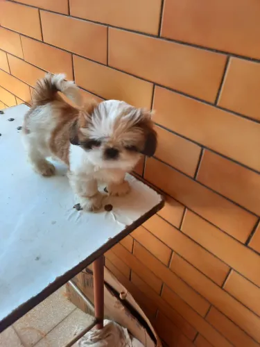Shihtzu filhote fêmea 