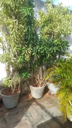 Várias dracenas altas a unidade 100 no jarro de cimento