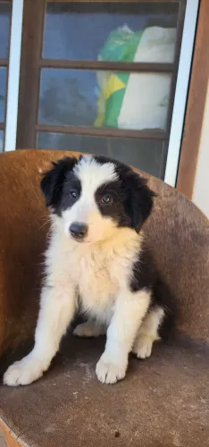 Filhote macho de Border Collie 
