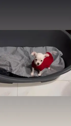 Fêmea Chiuhuahua branco sólido