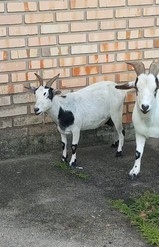 MINI CABRAS 