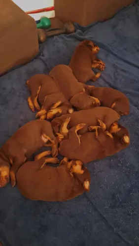 Filhotes de Doberman