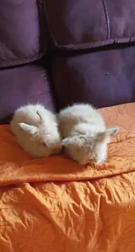 Coeelhos filhotes da raça Mini Lion 