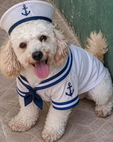 Lindo poodle