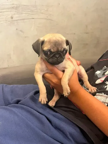 Filhote pug abricot fêmea