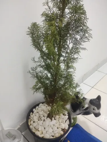Pinheiro Tuia da sorte 80 cm