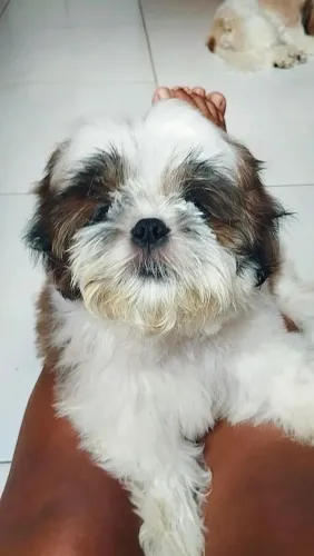 Shitzu macho 