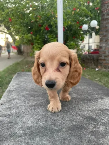 Dachshund de pelo curto ou longo: qual encanta você?