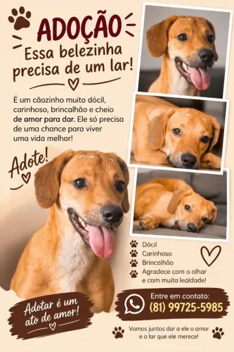 Cachorrinha castrada para adoção