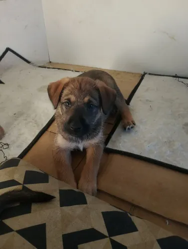 Doação de Filhotes Cães
