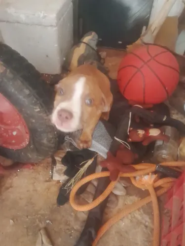 Vendo filhote de pitbul femea