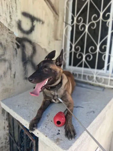 Pastor Belga de Malinois 