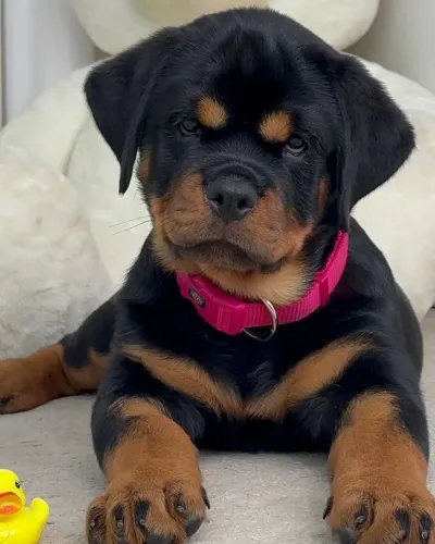 Rottweiler - Um Filhote Para Quem Valoriza Bons Companheiros
