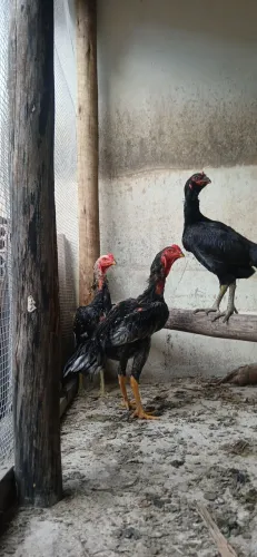 Frango indio