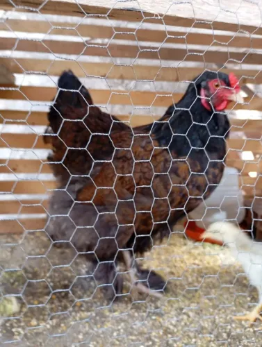 Galinha bhama com 3 pintinhos