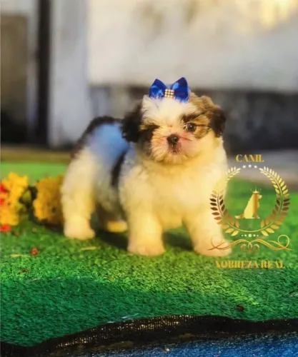 Shih Tzu Belíssima @CanilNobrezaReal