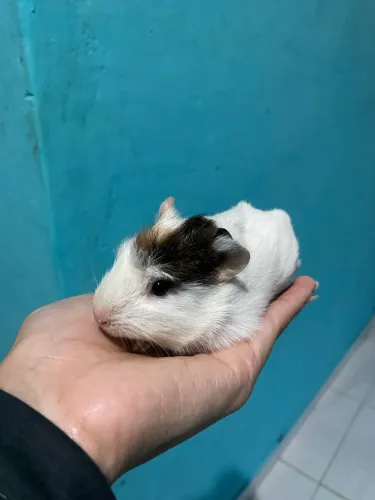 Filhote de porquinho da india