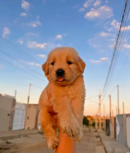 Lindos filhotes de Golden Retriever 