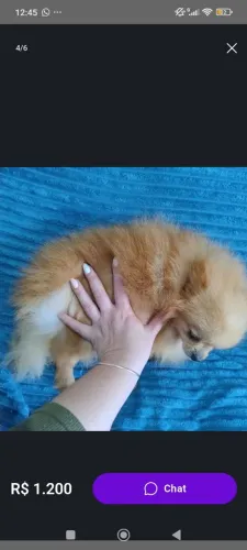 Linda lulu Mine laranja