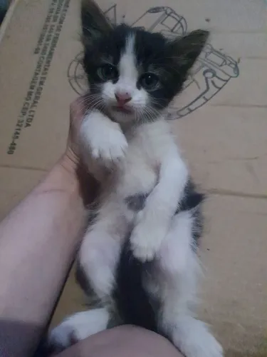 Gato 2 meses adoção 